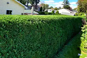 Taille de haie et d'arbre